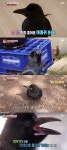 동물농장 까돌이, 동네 누비는 인싸 까마귀 보살펴준 사람에 의존 [TV캡처]