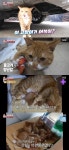 동물농장 어복이, 낚시터 생활 계기 약 먹고 죽은 고양이 多 [TV캡처]