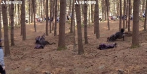태종 이방원 동물 학대 논란…방송가 동물권 제자리걸음 [ST이슈]