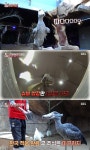한국에 단 1마리…멸종위기종 슈빌, 1년 밥값만 4억(동물농장) [TV캡처]