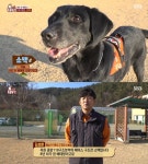 8년 차 구조견 소백이, 은퇴 결정 사람으로 따지면 70대(동물농장) [TV캡처]