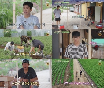 '삼시세끼' 임영웅, 오자마자 감자 140kg 캐기 