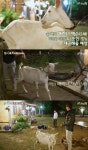 ‘삼시세끼’ 염소 잭슨 맞이, 투덜이 이서진 “잭슨 같은 소리 한다”