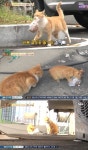 ‘동물농장’ 도시락 싸다니는 고양이, 사연 알고 보니 ‘뭉클’