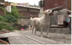 ‘동물농장’ 전 세계 3위 천재견 호야, 동생 호돌이 배변도 치우다?
