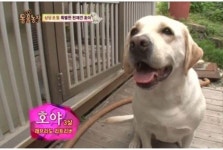 ‘동물농장’ 천재견 호야, 대파와 쪽파도 구분하는 신통한 능력