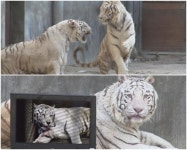 ‘동물농장’ 백호 왕국 연쇄 폭행범, 수컷 칸으로 밝혀져 ‘충격’