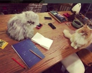  효리네 민박2 윤아, 이효리-이상순 민박집에서 찰칵 내일 만나요