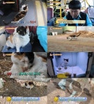 동물농장 세 다리의 버스 종점 마스코트 개냥이 양순이, 교통 사고로 다리 잃어