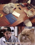 효리네 민박2 윤아, 아이유와 눈싸움 고양이 미미 근황 공개…윤아X미미 케미 기대