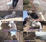 ‘동물농장’ 수락산 백구, 등산객과 정상까지… 애교 넘치는 ‘수락산 지킴이’  