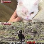 [방송 SCENE] ‘동물농장’, 길고양이 학대 사건→파이트 배관 낀 견공 ‘분노’