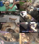 TV 동물농장 고양이 키우는 강아지 복순이, 젖까지 물리며 지극정성… 무슨 사연이?  