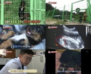 동물농장, 높은 곳에서 뛰어 내리는 프로탈출견 산이 출산 시기 임박…태아 건강 상태는?