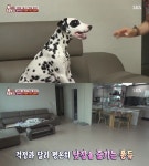 동물농장 달마티안 퐁듀, 과한 상호 의존성이 문제…전문가 양쪽 다 불행한 상태