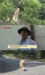 [방송 SCENE] ‘동물농장’ 집나간 뿡뿡이 사연은?…사람에 대한 높아진 공포