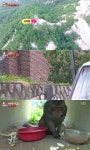 [방송 SCENE] ‘동물농장’ 역대급 작전…마취총으로 원숭이 포획 성공