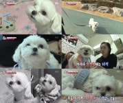 동물농장 천사↔악마 오가는 반려견, 하네스만 하면 으르렁… 이유·대처법은?