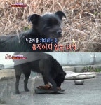 신발 도둑개 까미, 신발에 집착하는 이유는?(동물농장)