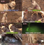 [방송 SCENE] 동물농장 다리 다친 채 친구 위해 밥까지 양보하는 개, 눈물겨운 모정-우정 