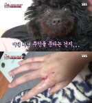 동물농장 주인 물어버리는 까미, 이유는 서열 때문