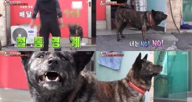 [방송 SCENE] ‘동물농장’ 한 사람만 보면 짖는 호피 ‘솔루션은?’