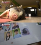 동물농장 뚱이, 학교에 사는 돼지…졸업 앨범에도 이름 있어