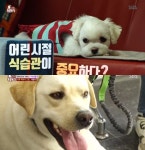 반려견 올바른 식습관 만드는 방법 공개 (동물농장)