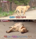 ‘동물농장’ 은봉산 안내견 ‘땡이’, 능숙하게 등산객들 리드