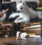 동물농장 견공 설이, 누군가 나가려하면 맹수로 돌변 분리 불안 NO 이유는? 