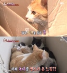 마더테레사냥 콜, 손주까지 9마리 독박육아하게 된 이유는?(동물농장)