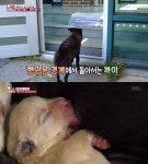 동물농장 기생견, 현관문 선은 넘지 않는 철칙…살벌한 집안 싸움