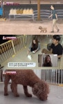 ‘동물농장’ 강아지 순대, 소리 트라우마 극복…방법은?