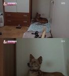 [방송 SCENE] ‘동물농장’ 주인 손길 피하는 바비, 론과 스킨십 성공 ‘뭉클’