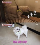 동물농장 땅콩, 집에서 배변하지 않는 문제…해결책은?