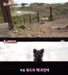 TV 동물농장 밍키, 죽도 안내견 역할 톡톡…식당까지 능숙한 리드
