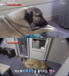 사고뭉치 엠마, 이찬종 소장이 본 문제 원인은? (TV 동물농장)