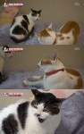[방송SCENE] 동물농장 짝사랑하는 고양이 덕복이, 경계하는 고양이 애기 이유는?