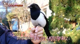 TV 동물농장, 별난 야생 까치 등장…사람들과 친해진 이유는?