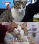 ‘동물농장’ 주인 직접 선택하는 간택·픽미묘, 먼저 다가오는 이유는?