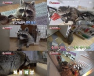 전문의 라쿤? 여우만큼 지능 높아…복잡한 자물쇠도 금방 풀어 (동물농장)