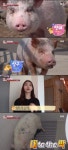 동물농장 미니피그 핑돼·살구, 손→선풍기 틀기 등 각종 개인기 공개