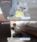 [방송 SCENE] ‘동물농장’, 로봇청소기 애착 쿠키+채소 먹는 웅이 속마음은?