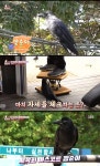 동물농장 까마귀 깜순이, 날갯짓에 숨겨진 비밀은?