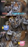 동물농장, 멸종 위기 1급 한국호랑이 남매 태범이X무궁이 소개