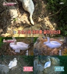 [예능 SCENE] ‘동물농장’ 고니 부부, 풍성하게 둥지 보수 성공… 민물고기 특식까지