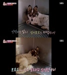 사람에 경계 심한 구리, 유기견 견주 “2년 동안 만지지 못해” (동물농장)