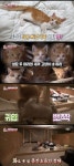 [방송 SCENE] 동물농장 천장에서 지내는 고양이 가족…전문가 새끼 보호 위해