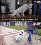 ‘동물농장’ 왜 이러나…‘뒷다리 파업’ 자막 비하 논란→“주의하겠다” 사과 [종합]