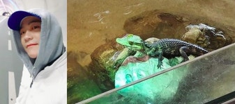 유튜버 다흑님 악어 폐사 의혹 아웃사이더와 오해 풀었다[전문]